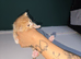 Male ginger kittens ready 19th Aug