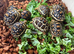 Leopard Tortoise Hatchlings