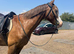 14.2 section D mare