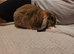 Mini lop buck (10weeks old)