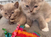 Ragdoll &British shorthair