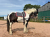 Tommy 13.1 6 year old gelding