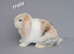 Beautiful mini lop rabbits ready now
