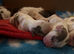 STUNNING SHOW COCKER SPANIEL PUPPIES