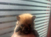 Puppies 4 female 2 males