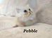 *Last One* Beautiful Pure Persian Kittens