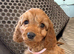 F1 Cockapoo puppies