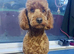 Beautiful F4B Miniature Goldendoodle Puppies