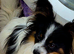 KC Registered Papillon's