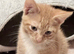 I have four beautiful Maine coon x mum is a calico dad is a full Maine coon