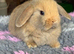 Stunning mini lop doe available
