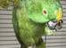 Female Orange Winged Amazon