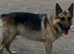 Male GSD dog