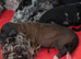 Health tested miniature poodle puppies