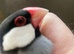 Java Sparrow wanted