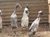 Female Indian runner ducks