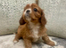 KC reg Champion Bloodline Cavalier King Charles Spaniel Puppies