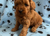 F1b puppies