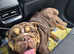 English bulldog Male