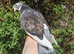 Hand tame pigeon!
