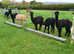 Delightful, friendly male alpacas for sale - offers invited