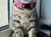 Stunning GCCF Registered Champion Bloodline British Shorthair Chocolate Tabby Kittens
