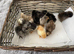 3 day old bantam chicks