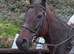 Smartie - Fun loving allrounder sort