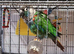 Pearly conure, pair or pet