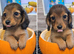 Tiny longhaired dachshunds