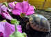 Baby Marginated Tortoise Hatchlings