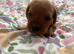 Miniature dachshund pups