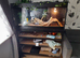 2 year old female beardie and full 4ft viv and stand £350