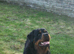Absolutely stunning long haired Rottweiler