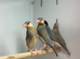 Jawa finches