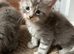 Tica registered Maine coones