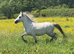 2 year old filly