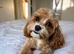 Adorable F1BB teddy bear cockapoos