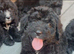 STANDARD F1 BERNADOOLE GIRLS FULL HEALTH TESTED /VACCINATED REDUCED 1400