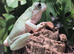 Blue Phase Whites Tree Frogs at Birmingham Reptiles