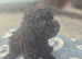 Cockapoo puppy