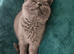 British short hair chunky little girl