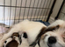 Sealyham terrier x jackrussel