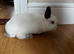 Netherland dwarfs