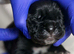 North American mastiff x cane corso