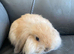 Mini lop litter ready 1st August. Unusual colours.
