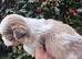 American imperial Shih Tzu blue and white girl for sale