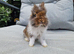 Lionhead babies ready