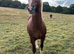 Stunning Soft Stallion