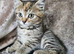 5 kittens x British blue shorthair crossed